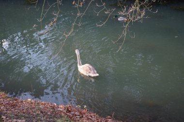 Wuhle Nehri 'ndeki sıcak iklimlere uçmayan genç bir kuğu. Etrafı yaban ördekleriyle çevrili. Berlin, Almanya