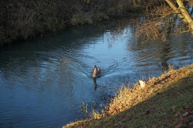 Wuhle Nehri 'ndeki sıcak iklimlere uçmayan genç bir kuğu. Berlin, Almanya 