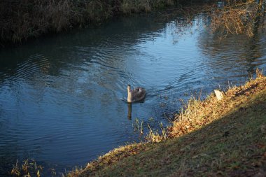 Wuhle Nehri 'ndeki sıcak iklimlere uçmayan genç bir kuğu. Berlin, Almanya 