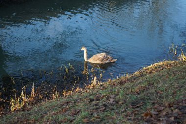 Wuhle Nehri 'ndeki sıcak iklimlere uçmayan genç bir kuğu. Berlin, Almanya 
