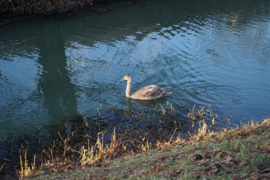 Wuhle Nehri 'ndeki sıcak iklimlere uçmayan genç bir kuğu. Berlin, Almanya 