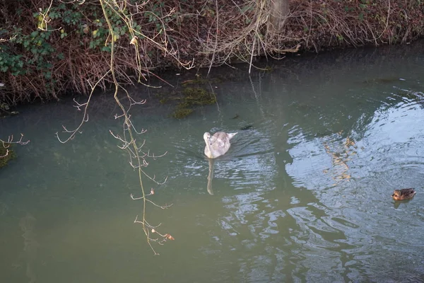 Wuhle Nehri 'ndeki sıcak iklimlere uçmayan genç bir kuğu. Etrafı yaban ördekleriyle çevrili. Berlin, Almanya