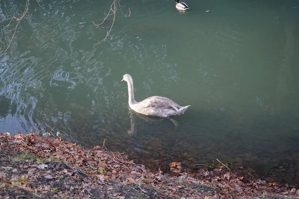 Young Swan Has Flown Warmer Climes Winters Wuhle River Surrounded — Fotografia de Stock