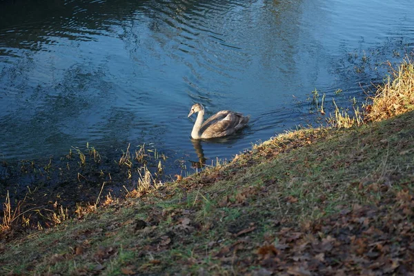 Wuhle Nehri 'ndeki sıcak iklimlere uçmayan genç bir kuğu. Berlin, Almanya 