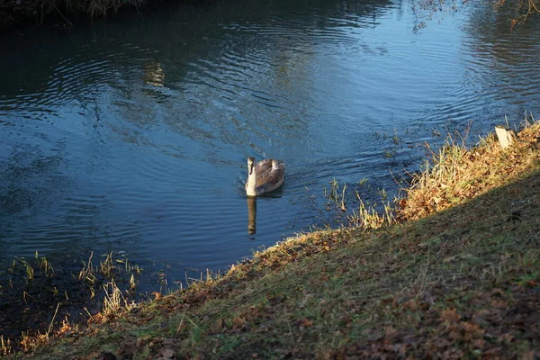 Young Swan Has Flown Warmer Climes Winters Wuhle River Berlin — Zdjęcie stockowe