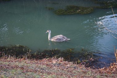 Wuhle Nehri 'ndeki sıcak iklimlere uçmayan genç bir kuğu. Berlin, Almanya 
