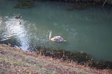 Wuhle Nehri 'ndeki sıcak iklimlere uçmayan genç bir kuğu. Etrafı yaban ördekleriyle çevrili. Berlin, Almanya