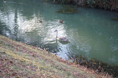 Wuhle Nehri 'ndeki sıcak iklimlere uçmayan genç bir kuğu. Etrafı yaban ördekleriyle çevrili. Berlin, Almanya