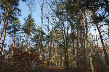 Aralık ayının en güzel orman manzarası. Berlin, Almanya 