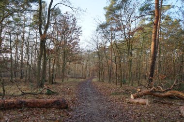 Aralık ayının en güzel orman manzarası. Berlin, Almanya