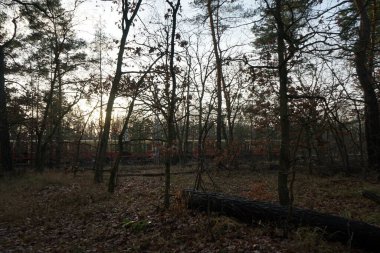 Tren ormanın çalılıklarına doğru koşuyor. Berlin, Almanya