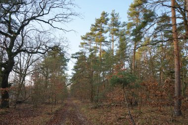 Aralık ayının en güzel orman manzarası. Berlin, Almanya