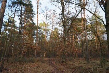 Aralık ayının en güzel orman manzarası. Berlin, Almanya