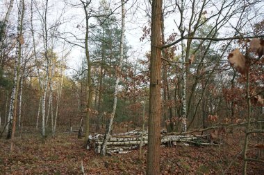 Aralık ayının en güzel orman manzarası. Berlin, Almanya