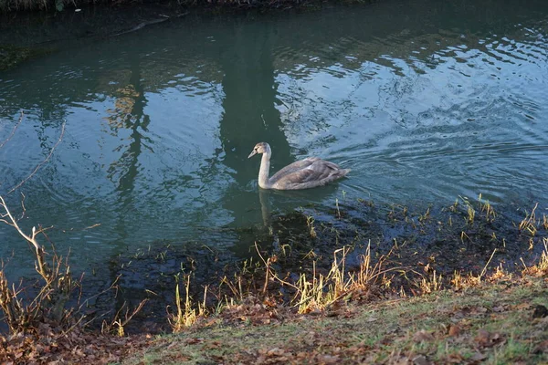Young Swan Has Flown Warmer Climes Winters Wuhle River Berlin — Stockfoto