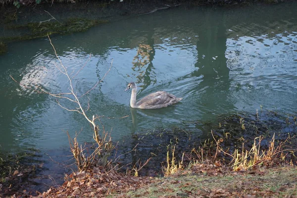 Young Swan Has Flown Warmer Climes Winters Wuhle River Berlin — Stock fotografie