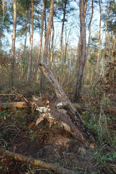 Prachtig Boslandschap Een December Dag Berlijn Duitsland — Stockfoto