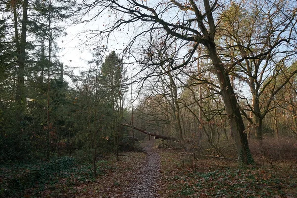 Schöne Waldlandschaft Einem Dezembertag Berlin Deutschland — Stockfoto