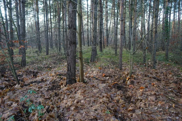 Beautiful Forest Landscape December Day Berlin Germany — Φωτογραφία Αρχείου