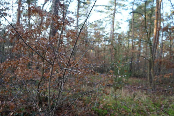 Beautiful Forest Landscape December Day Berlin Germany — Fotografia de Stock