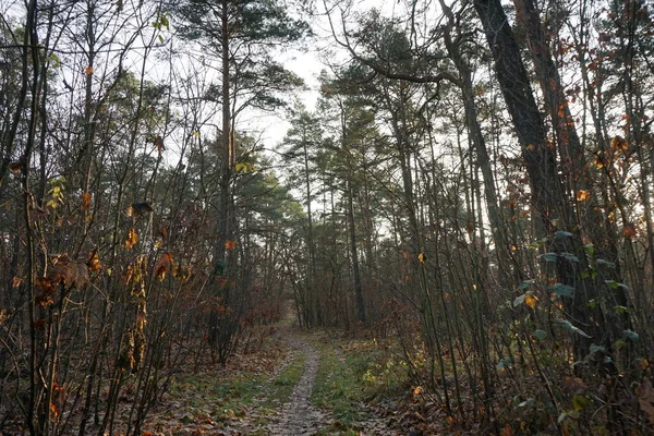 Beautiful Forest Landscape December Day Berlin Germany — Stock Fotó