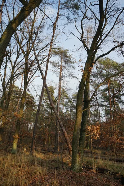 Krásná Lesní Krajina Prosincový Den Berlín Německo — Stock fotografie