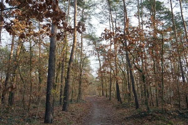 Krásná Lesní Krajina Prosincový Den Berlín Německo — Stock fotografie