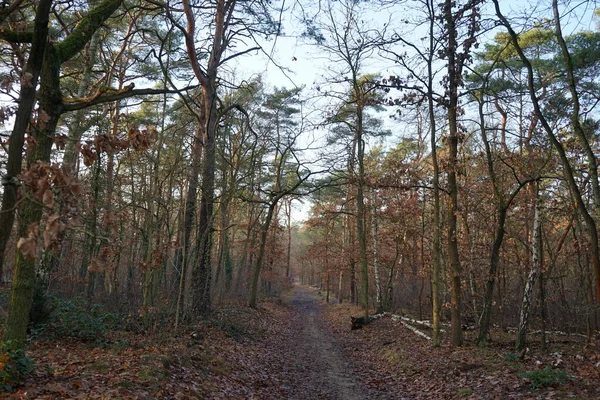 Beautiful Forest Landscape December Day Berlin Germany — Fotografia de Stock