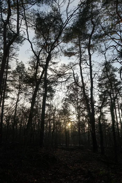 Bellissimo Paesaggio Forestale Giorno Dicembre Berlino Germania — Foto Stock