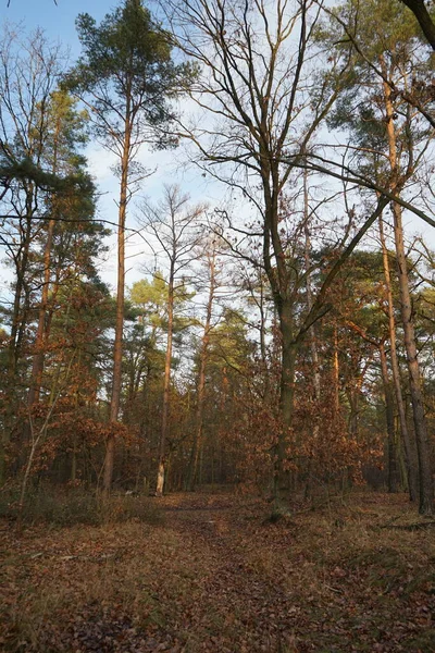 Красивый Лесной Пейзаж Декабрьский День Берлин Германия — стоковое фото