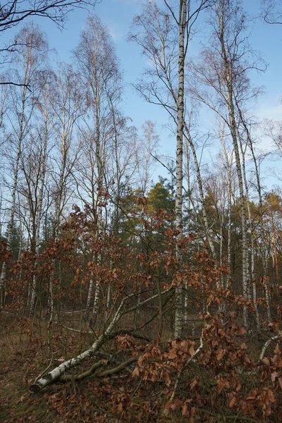 Beautiful Forest Landscape December Day Berlin Germany — Stockfoto