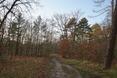 Aralık ayının en güzel orman manzarası. Berlin, Almanya