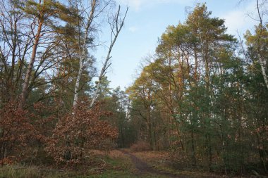 Aralık ayının en güzel orman manzarası. Berlin, Almanya