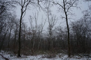 Aralık ayında Berlinliler 'in park dinlenme alanındaki güzel karlı manzara. Berlin, Almanya