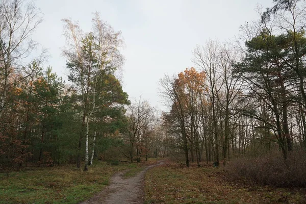 Beautiful Forest Landscape December Day Berlin Germany — Fotografia de Stock