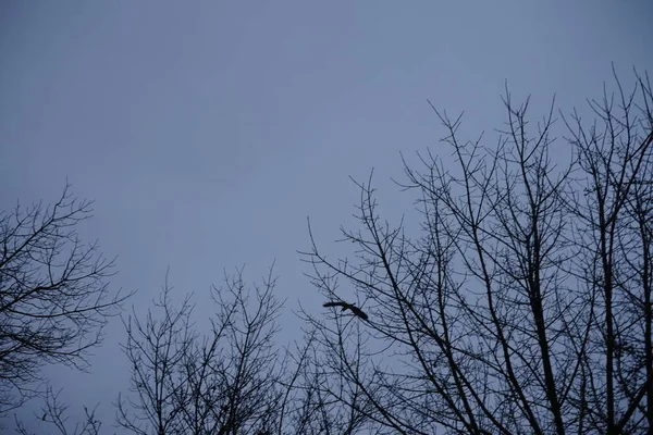 Flying Large Bird Tree Branches December Berlin Germany — Stockfoto