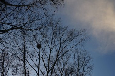 Ormandaki ağaçlar, aralık ayında batan güneş tarafından aydınlatılan bulutların arkaplanına karşı. Berlin, Almanya