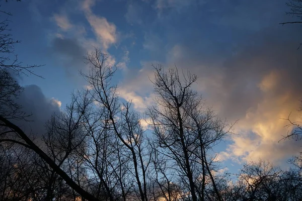 Bomen Het Bos Tegen Achtergrond Van Wolken Verlicht Door Ondergaande — Stockfoto
