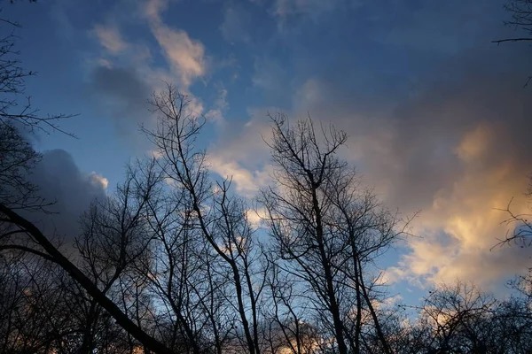 Trees Forest Backdrop Clouds Illuminated Setting Sun December Berlin Germany — Foto Stock