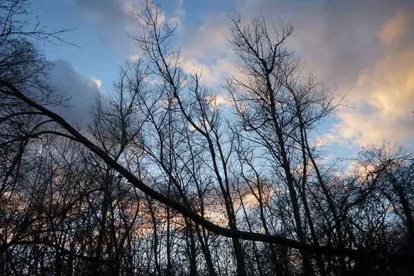 Trees Forest Backdrop Clouds Illuminated Setting Sun December Berlin Germany — Fotografia de Stock