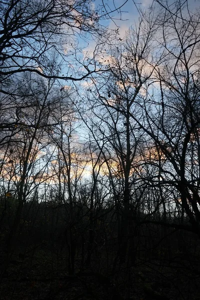 Trees Forest Backdrop Clouds Illuminated Setting Sun December Berlin Germany — Φωτογραφία Αρχείου