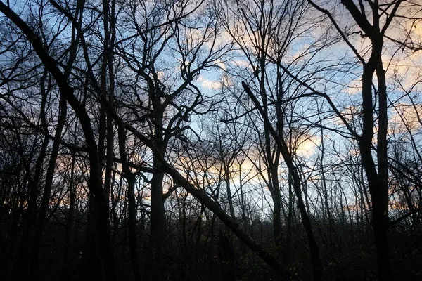 Bomen Het Bos Tegen Achtergrond Van Wolken Verlicht Door Ondergaande — Stockfoto