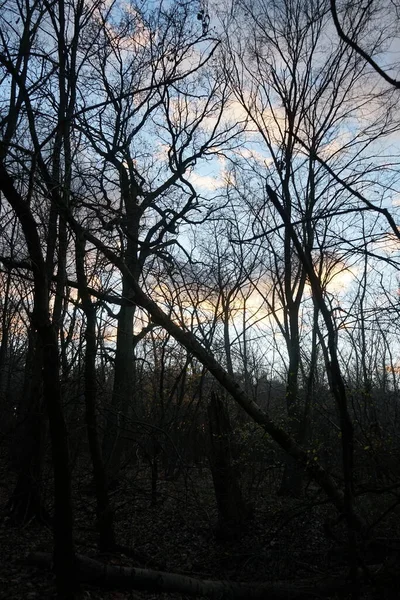 Alberi Nella Foresta Sullo Sfondo Nuvole Illuminate Dal Sole Tramonto — Foto Stock