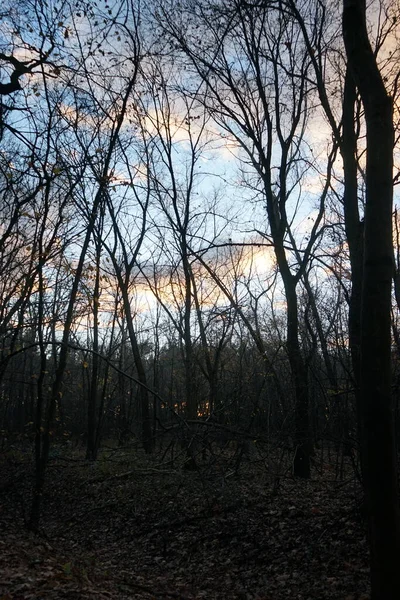 Trees Forest Backdrop Clouds Illuminated Setting Sun December Berlin Germany —  Fotos de Stock