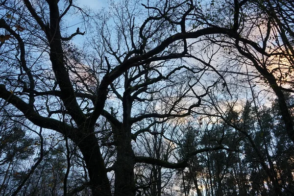 Des Arbres Dans Forêt Sur Fond Nuages Illuminés Par Soleil — Photo