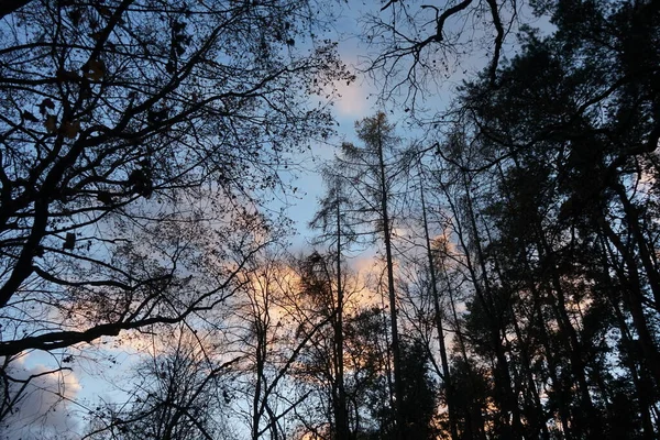 Trees Forest Backdrop Clouds Illuminated Setting Sun December Berlin Germany — Foto Stock