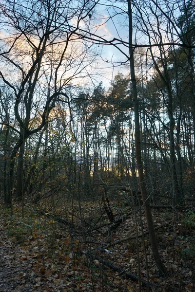 Árvores Floresta Contra Pano Fundo Nuvens Iluminadas Pelo Pôr Sol — Fotografia de Stock