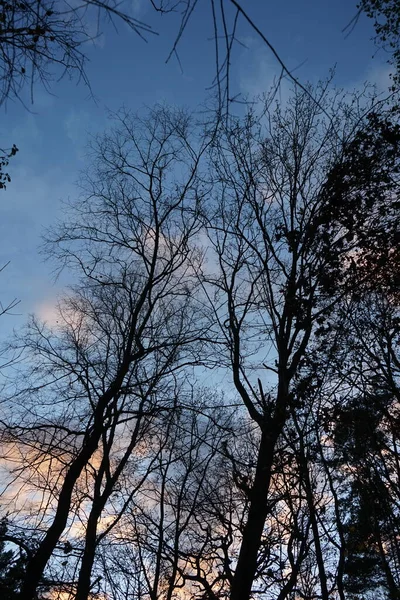 Trees Forest Backdrop Clouds Illuminated Setting Sun December Berlin Germany — Zdjęcie stockowe