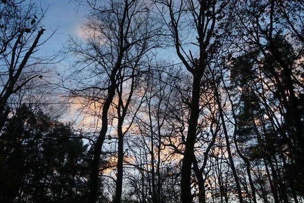 Trees Forest Backdrop Clouds Illuminated Setting Sun December Berlin Germany — Stockfoto