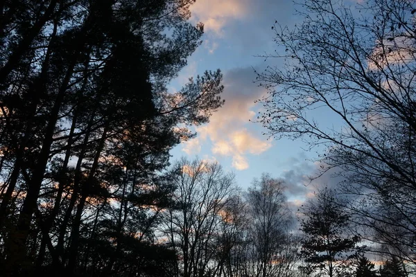 Trees Forest Backdrop Clouds Illuminated Setting Sun December Berlin Germany — Foto de Stock